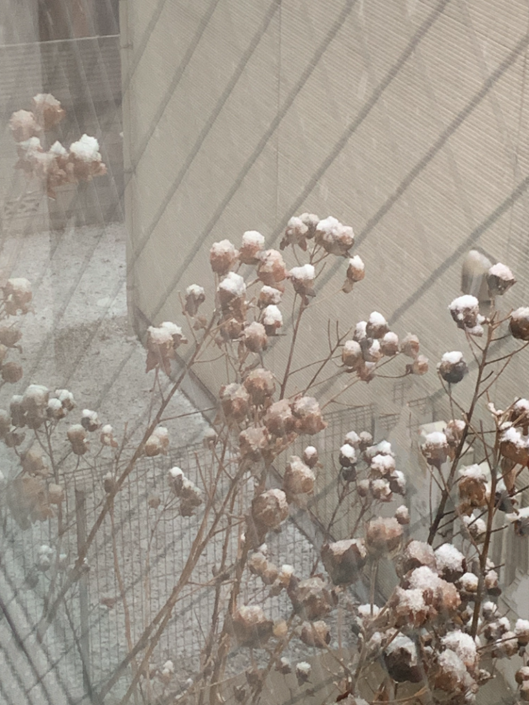 daydaymode.com 冬の芙蓉の蕾は、いつかは花が咲く