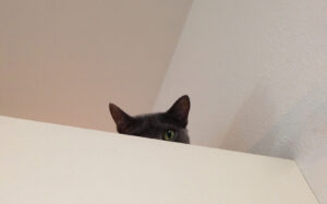 上の戸棚から猫のロシアンブルーが見ている写真