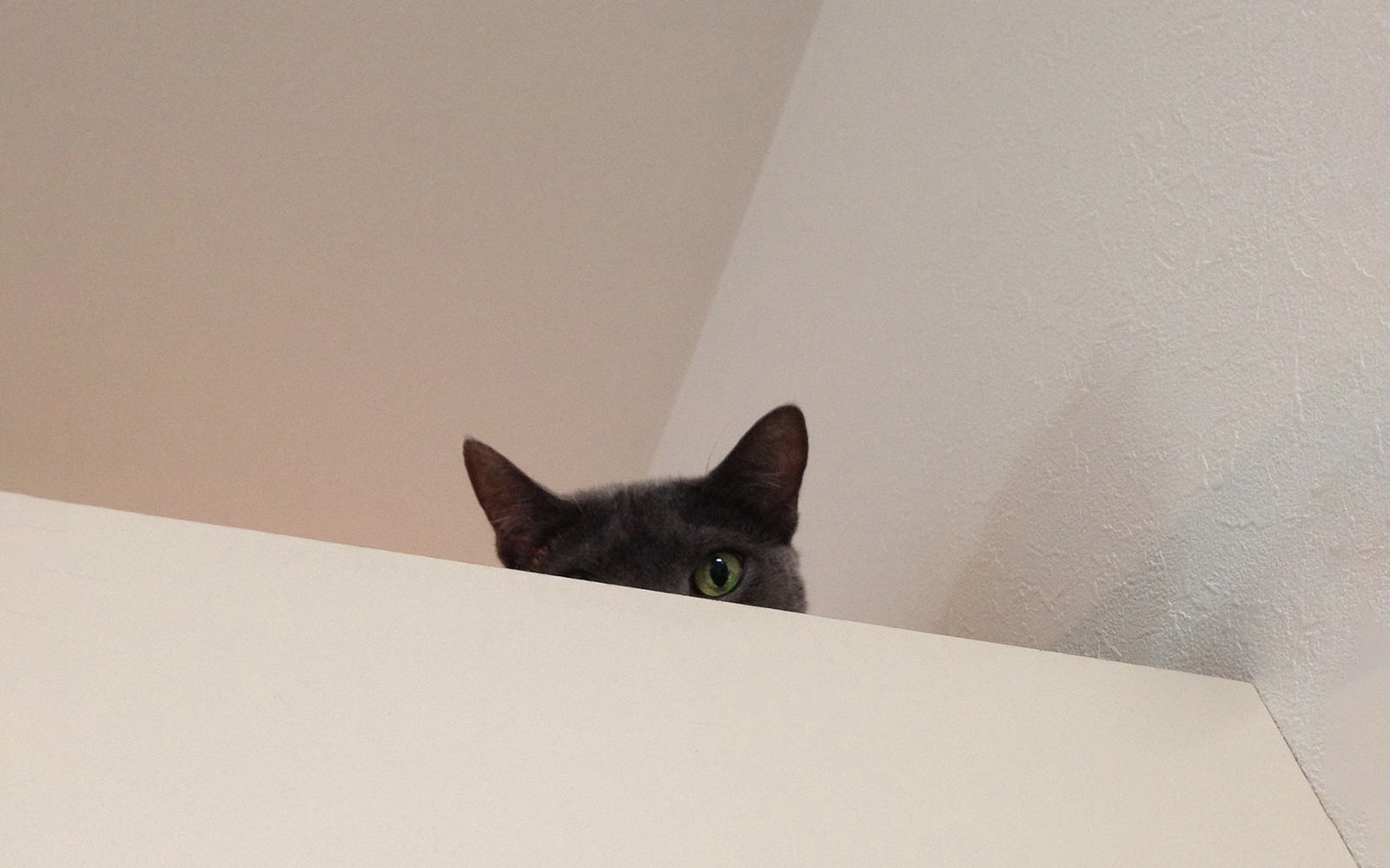 上の戸棚から猫のロシアンブルーが見ている写真